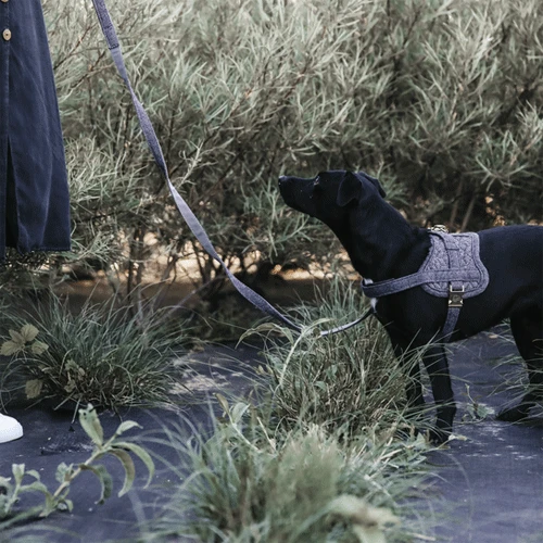 Kentucky Dogwear Hondenharnas Body Safe Wool - Afbeelding 18