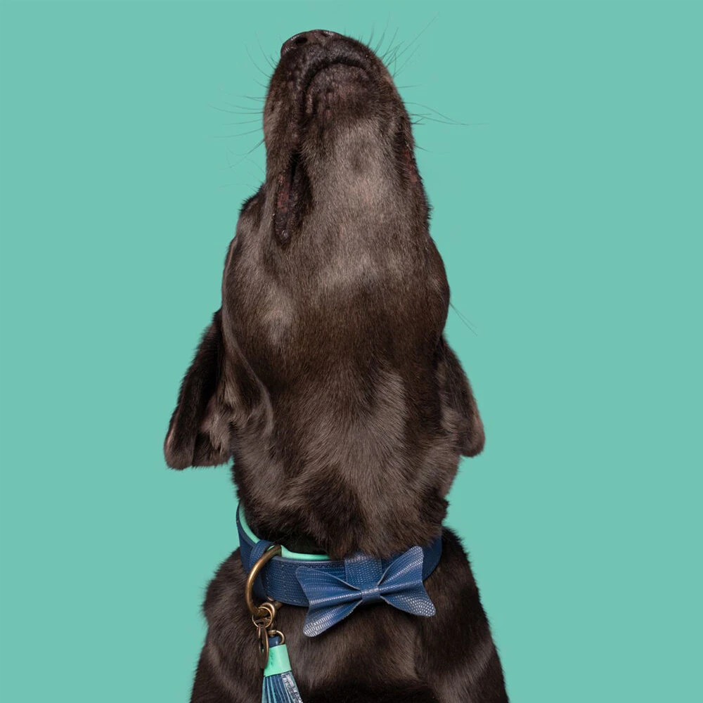 DWAM Halsband Buster - Afbeelding 9