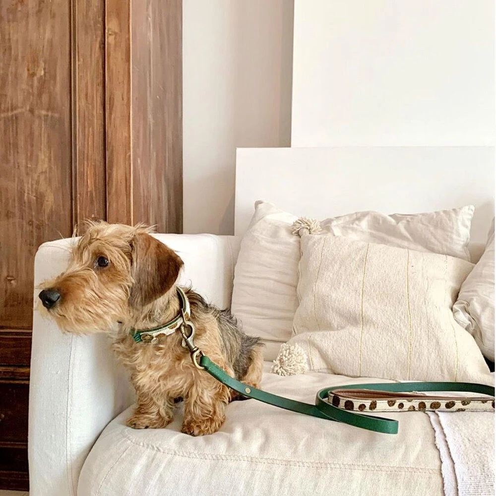 DWAM Hondenriem Ivy - Afbeelding 5