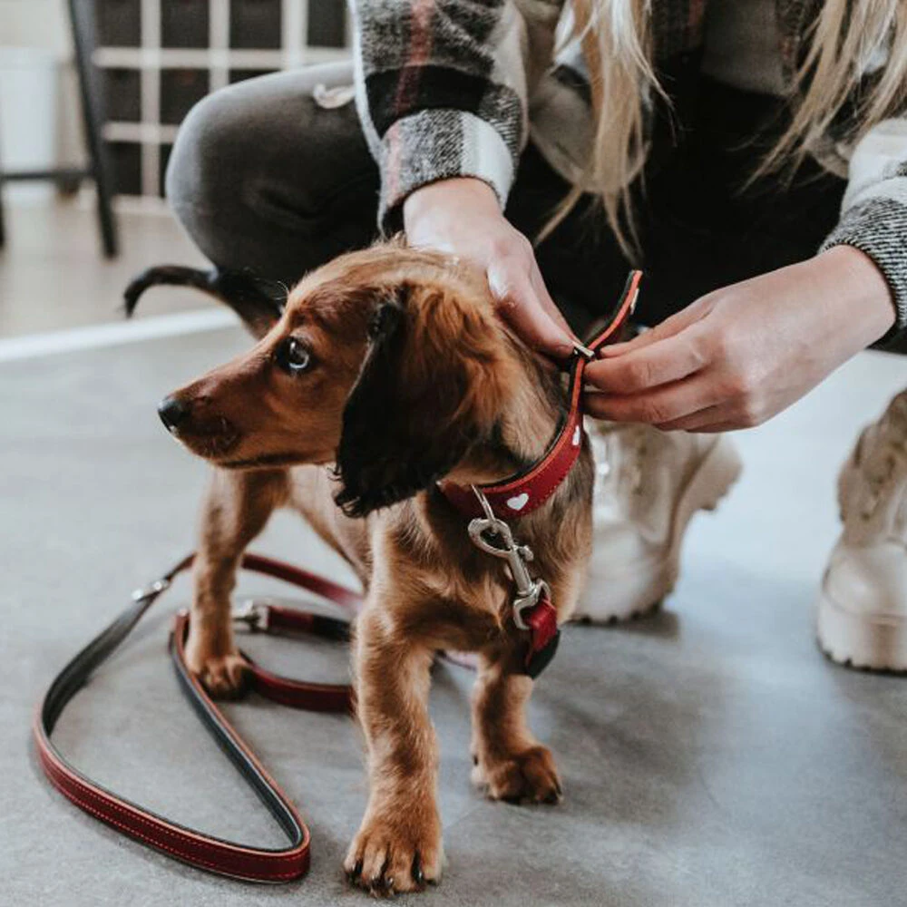 Hunter Training Line Love - Afbeelding 6