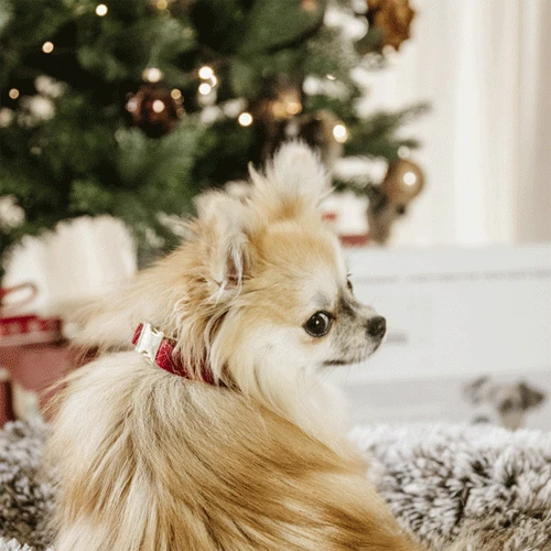 Kentucky Dogwear Corduroy Hondenhalsband - Afbeelding 17