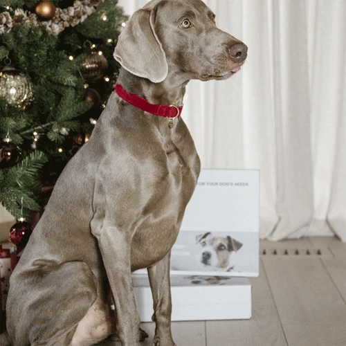 Kentucky Dogwear Corduroy Hondenhalsband - Afbeelding 18