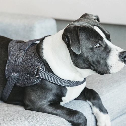 Kentucky Dogwear Hondenharnas Body Safe Wool - Afbeelding 11