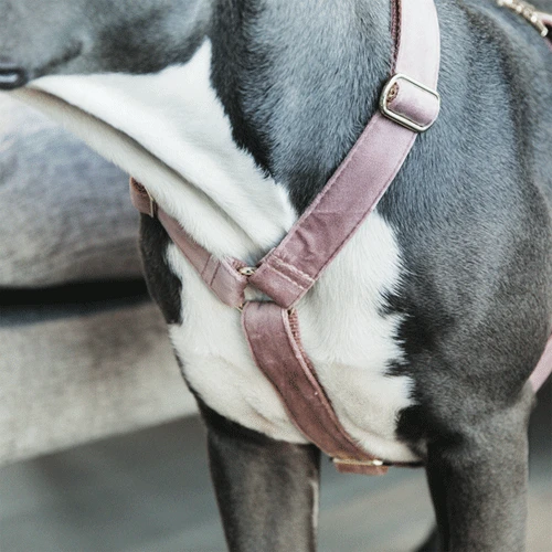Kentucky Dogwear Hondenharnas Velvet Loop - Afbeelding 19