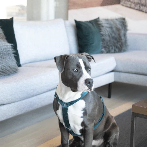 Kentucky Dogwear Hondenharnas Velvet Loop - Afbeelding 18