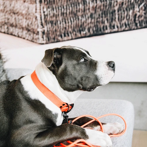 Kentucky Dogwear Sleeplijn Soft Rubber - Afbeelding 7