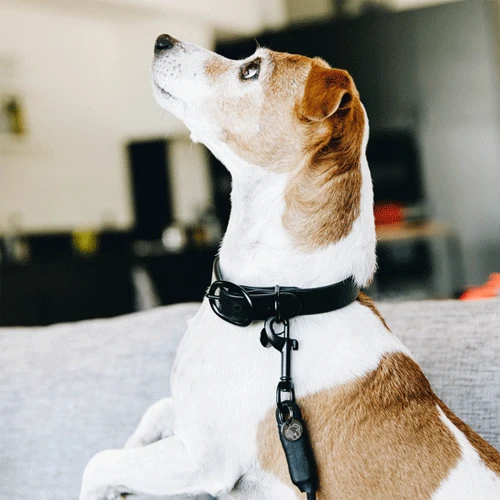 Kentucky Dogwear Soft Rubber Hondenhalsband - Afbeelding 7