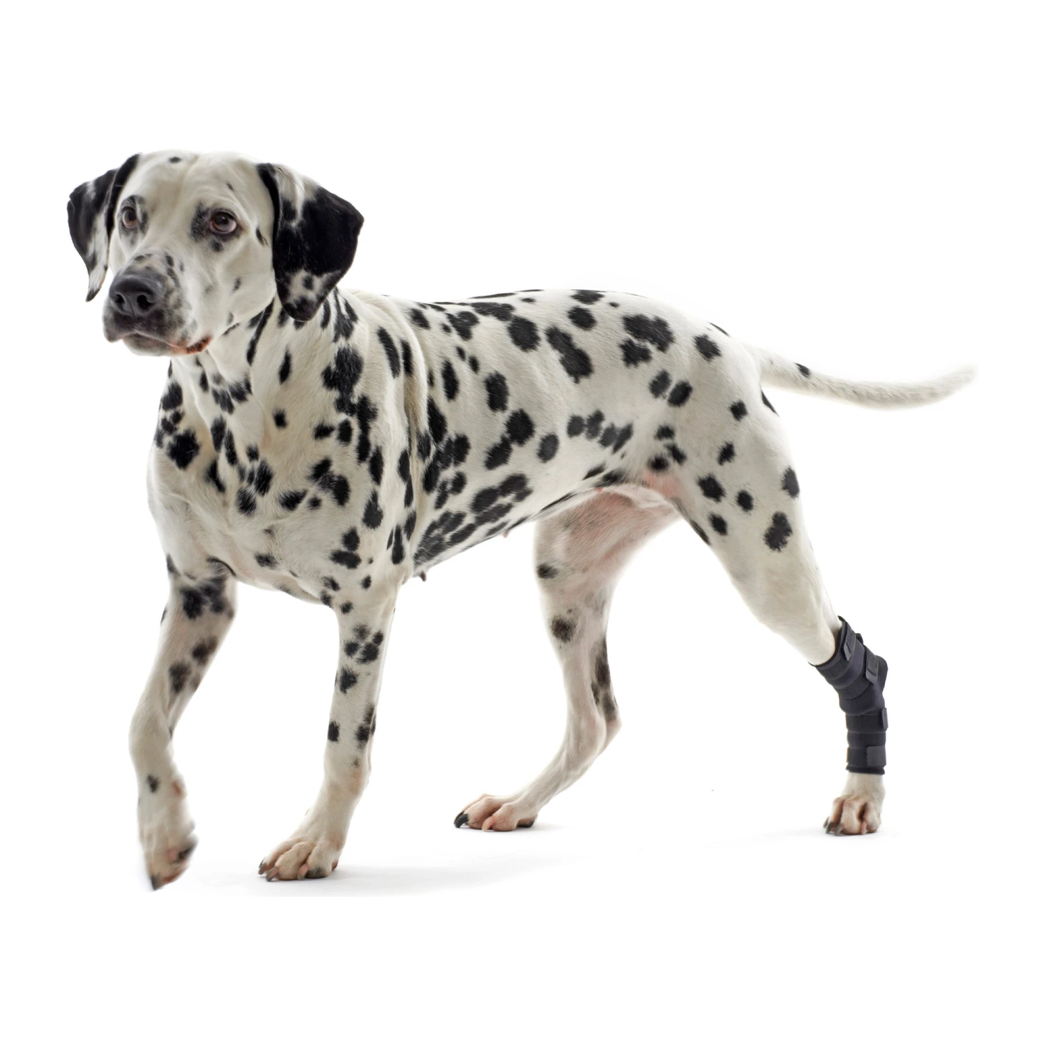 Kruuse Rehab Hakbeschermer - Afbeelding 8