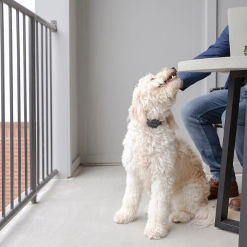 PetSafe Anti-Blafhalsband - Afbeelding 5