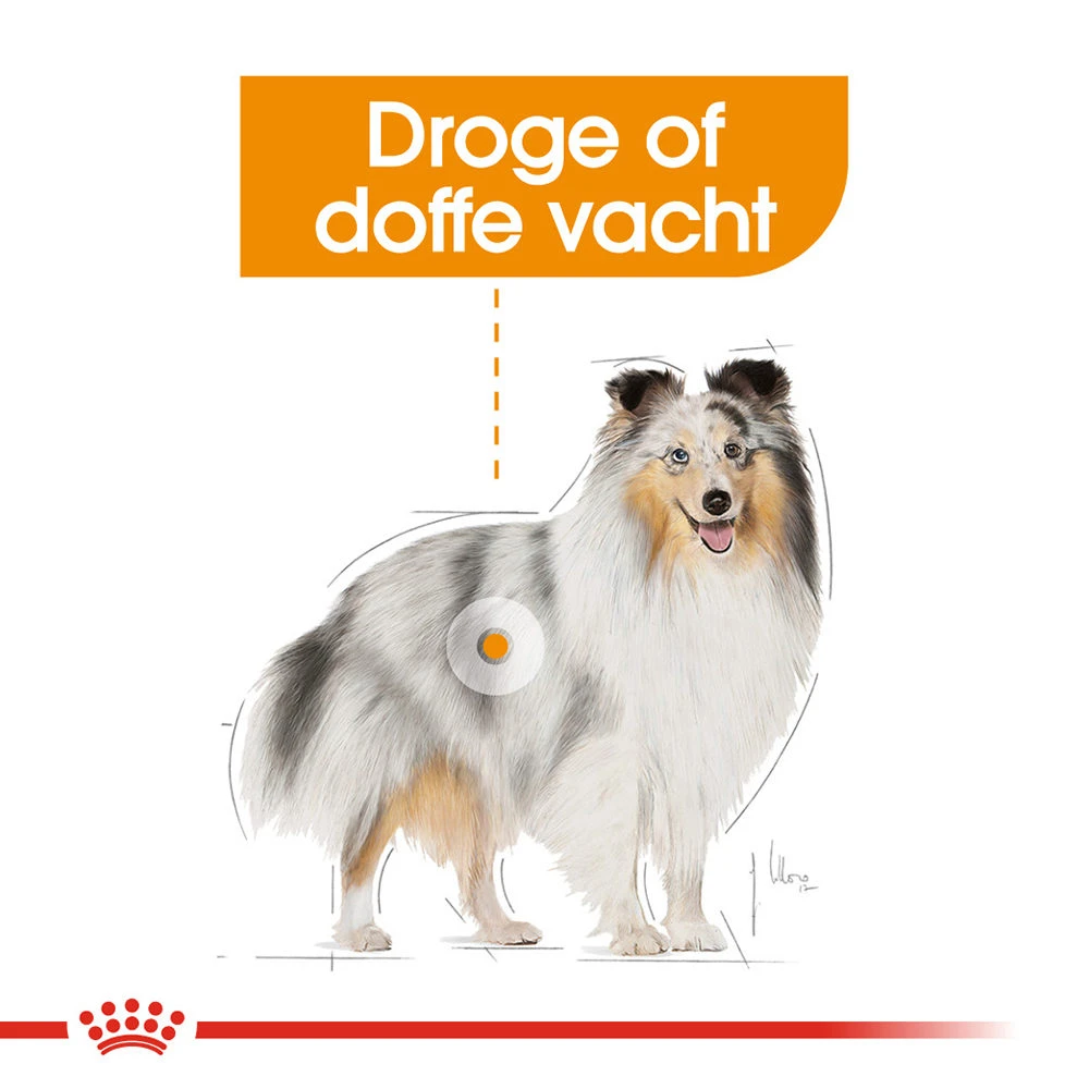 Royal Canin Coat Care Wet - Hondenvoer - Afbeelding 4