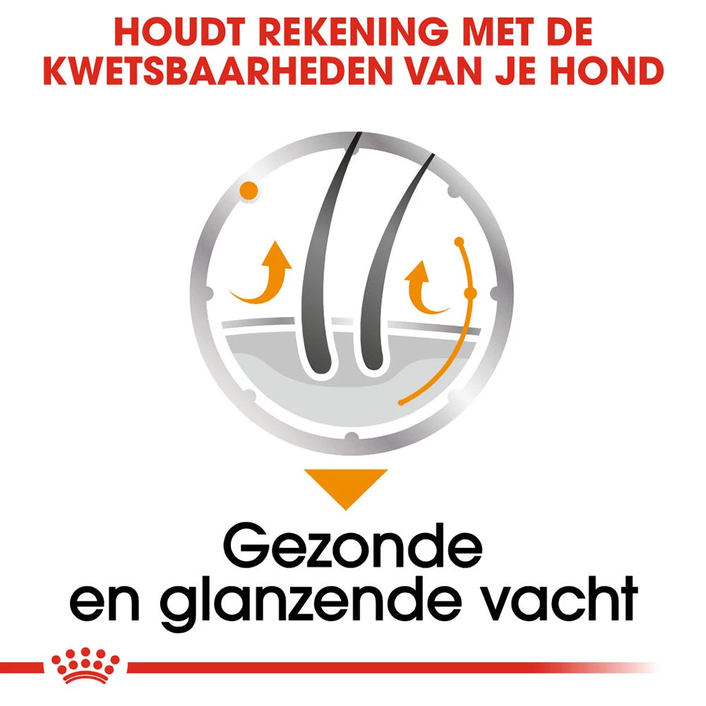 Royal Canin Coat Care Wet - Hondenvoer - Afbeelding 6