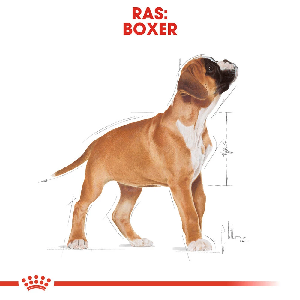 Royal Canin Boxer Puppy - Hondenvoer - Afbeelding 6