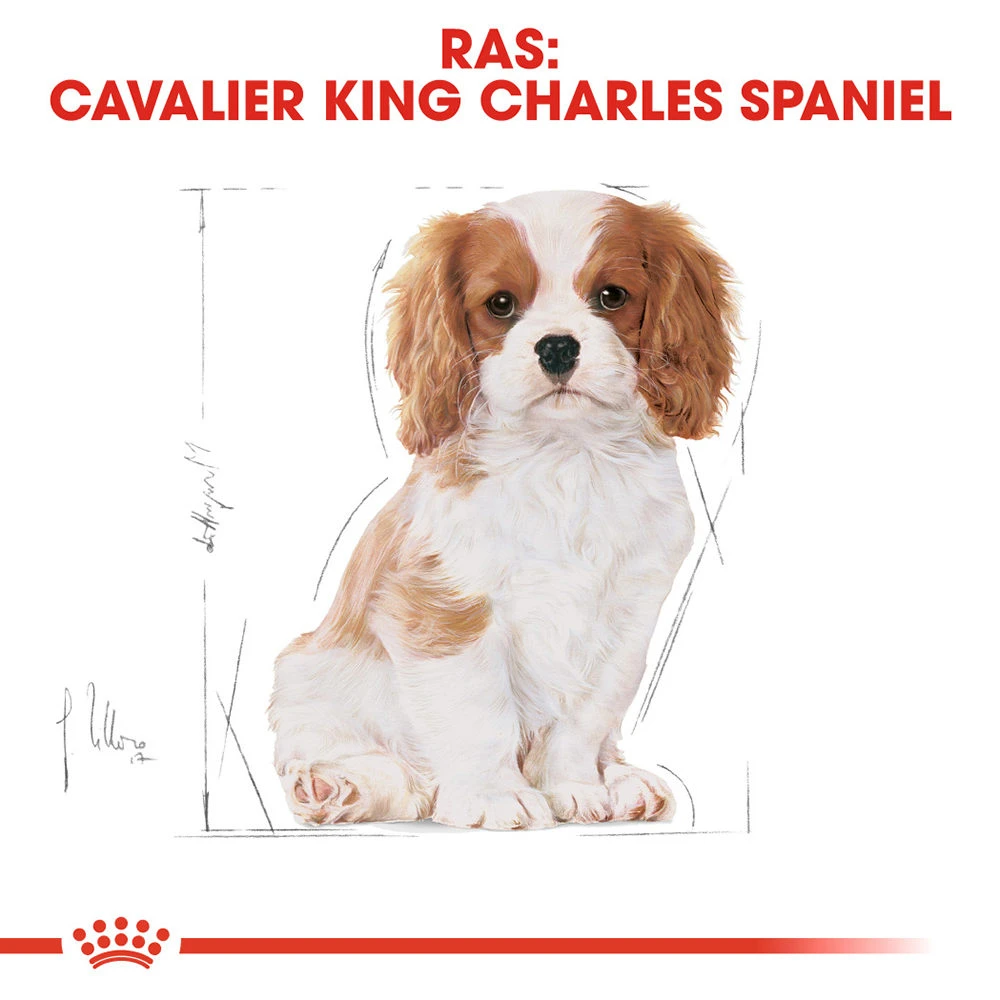 Royal Canin Cavalier King Charles Puppy - Hondenvoer - Afbeelding 6