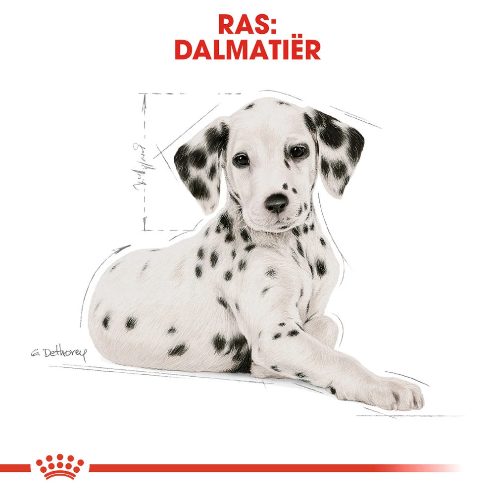Royal Canin Dalmatian Junior - Hondenvoer - Afbeelding 5