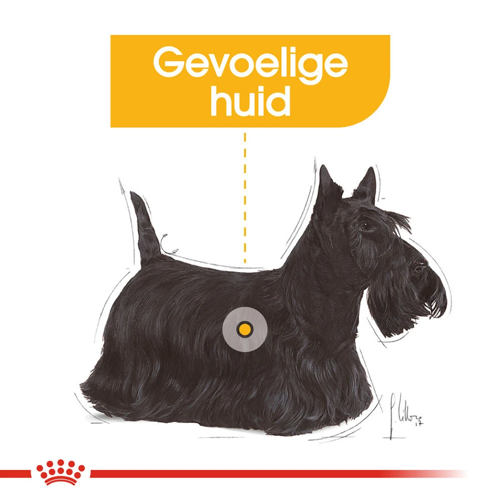 Royal Canin Dermacomfort Wet - Hondenvoer - Afbeelding 5