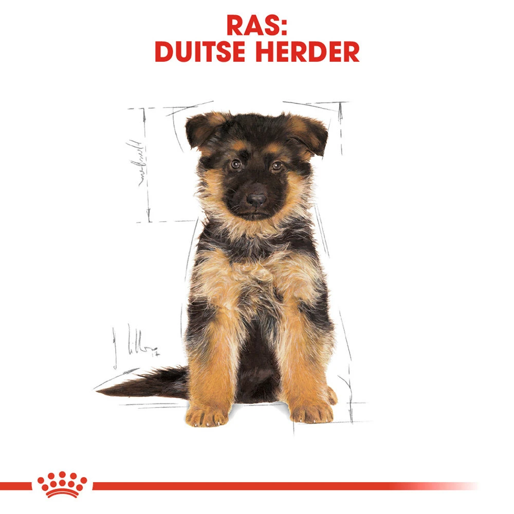Royal Canin German Shepherd Puppy- Hondenvoer - Afbeelding 7
