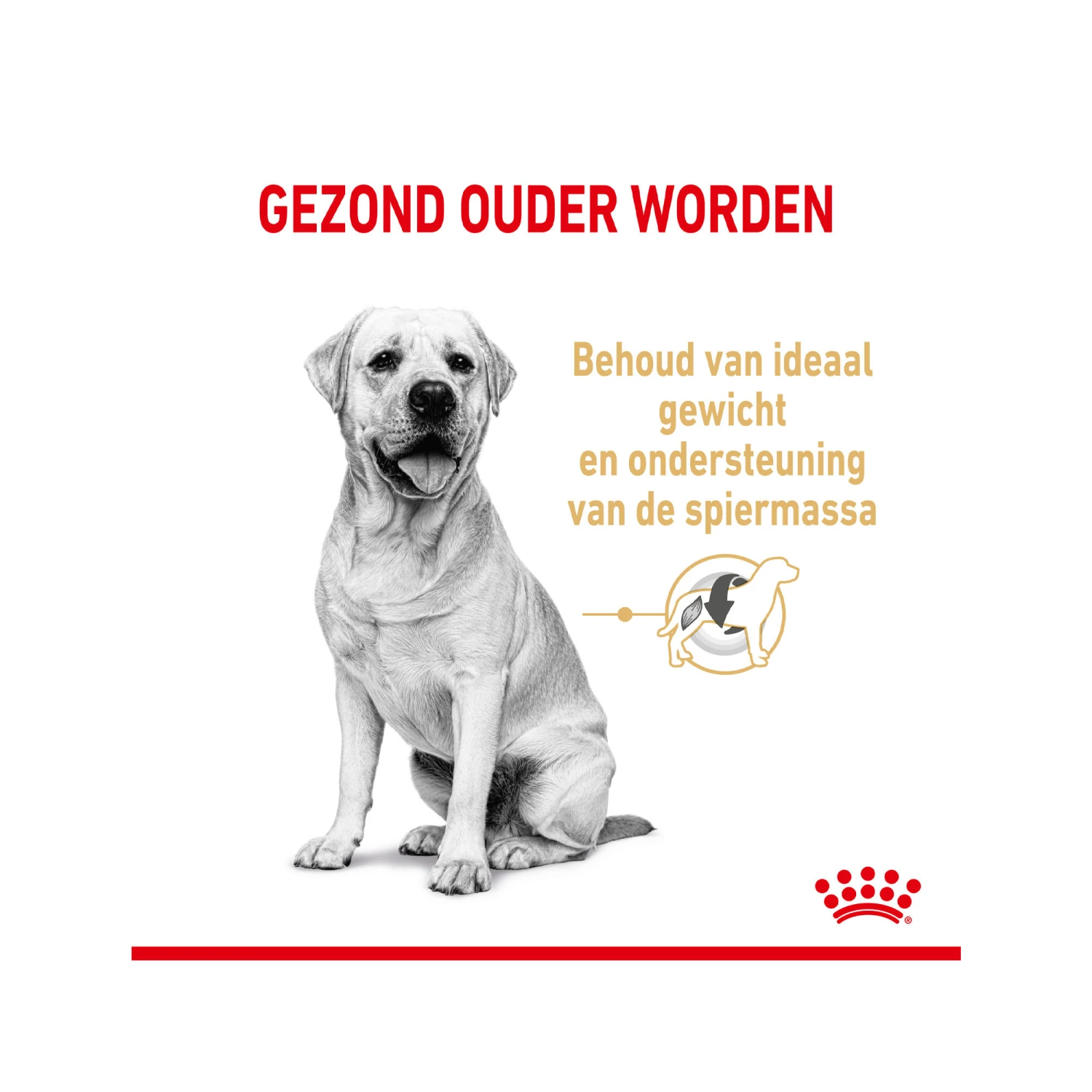 Royal Canin Labrador Retriever Adult 5+ - Afbeelding 4