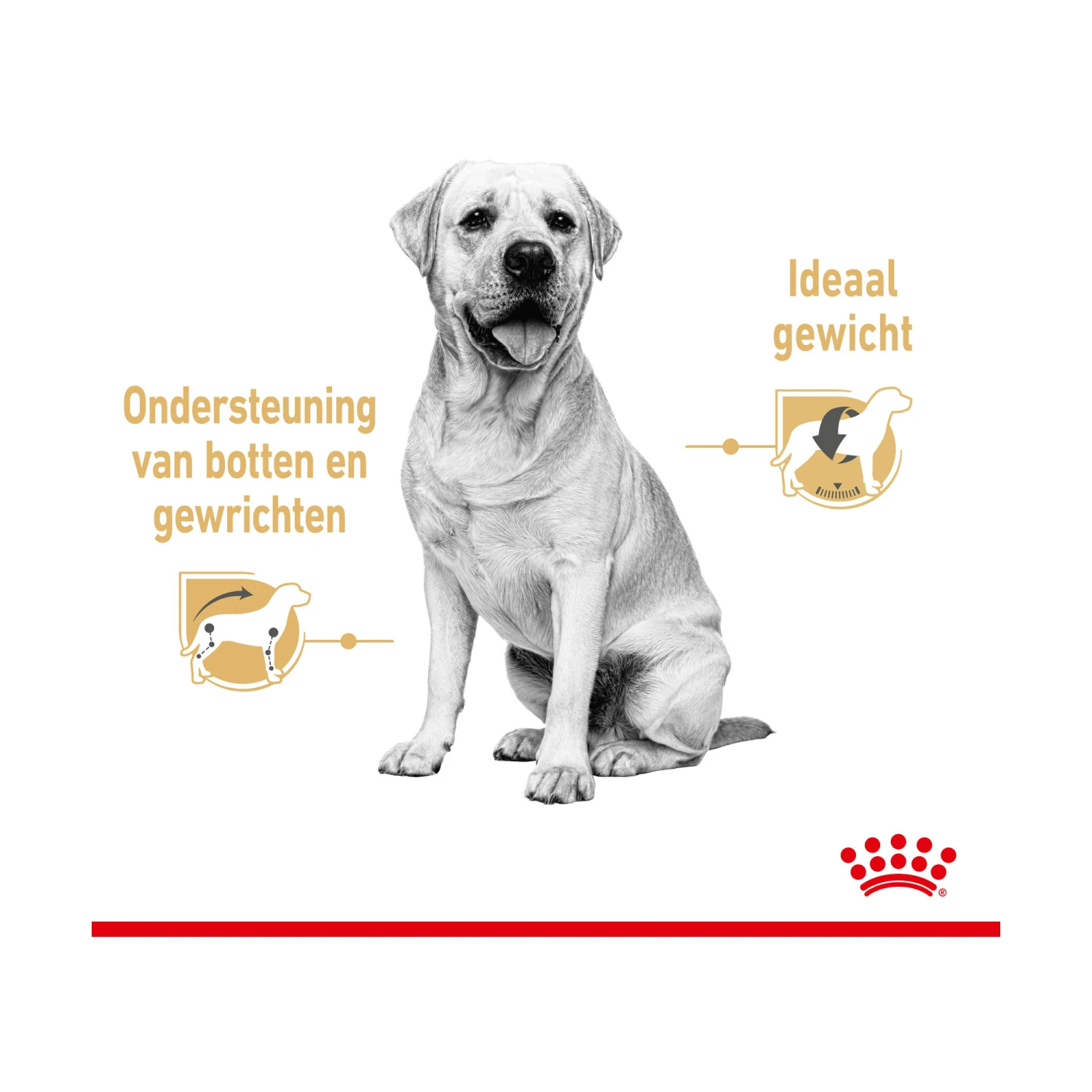 Royal Canin Labrador Retriever Adult Wet - Afbeelding 4