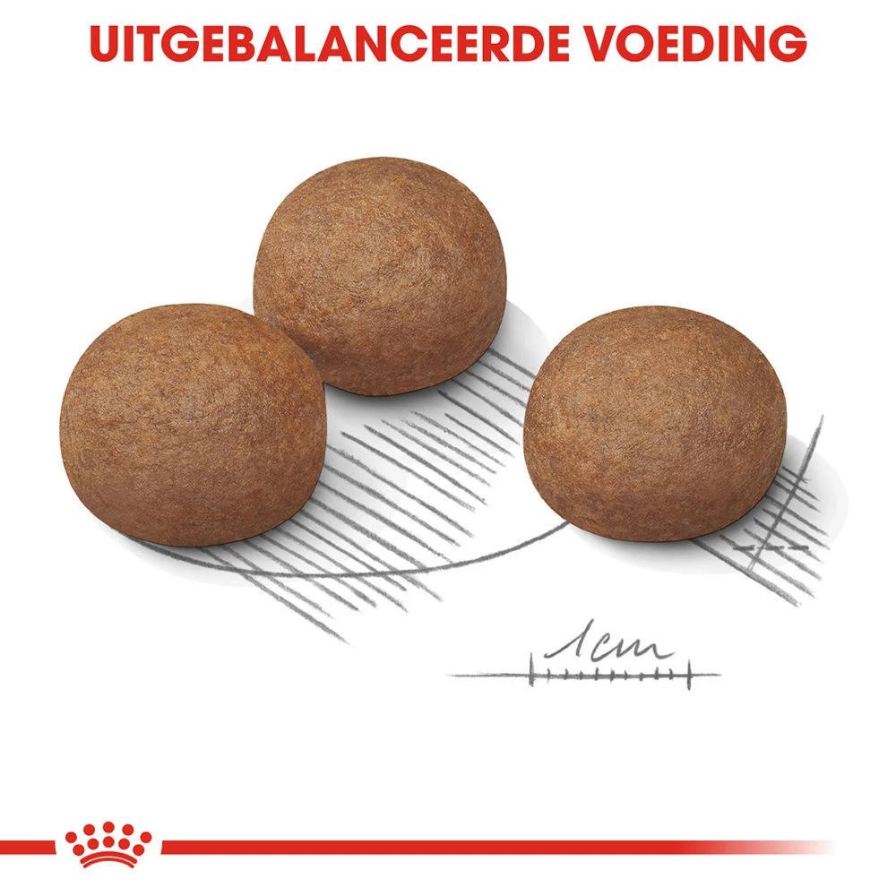 Royal Canin Maxi Digestive Care - Hondenvoer - Afbeelding 5