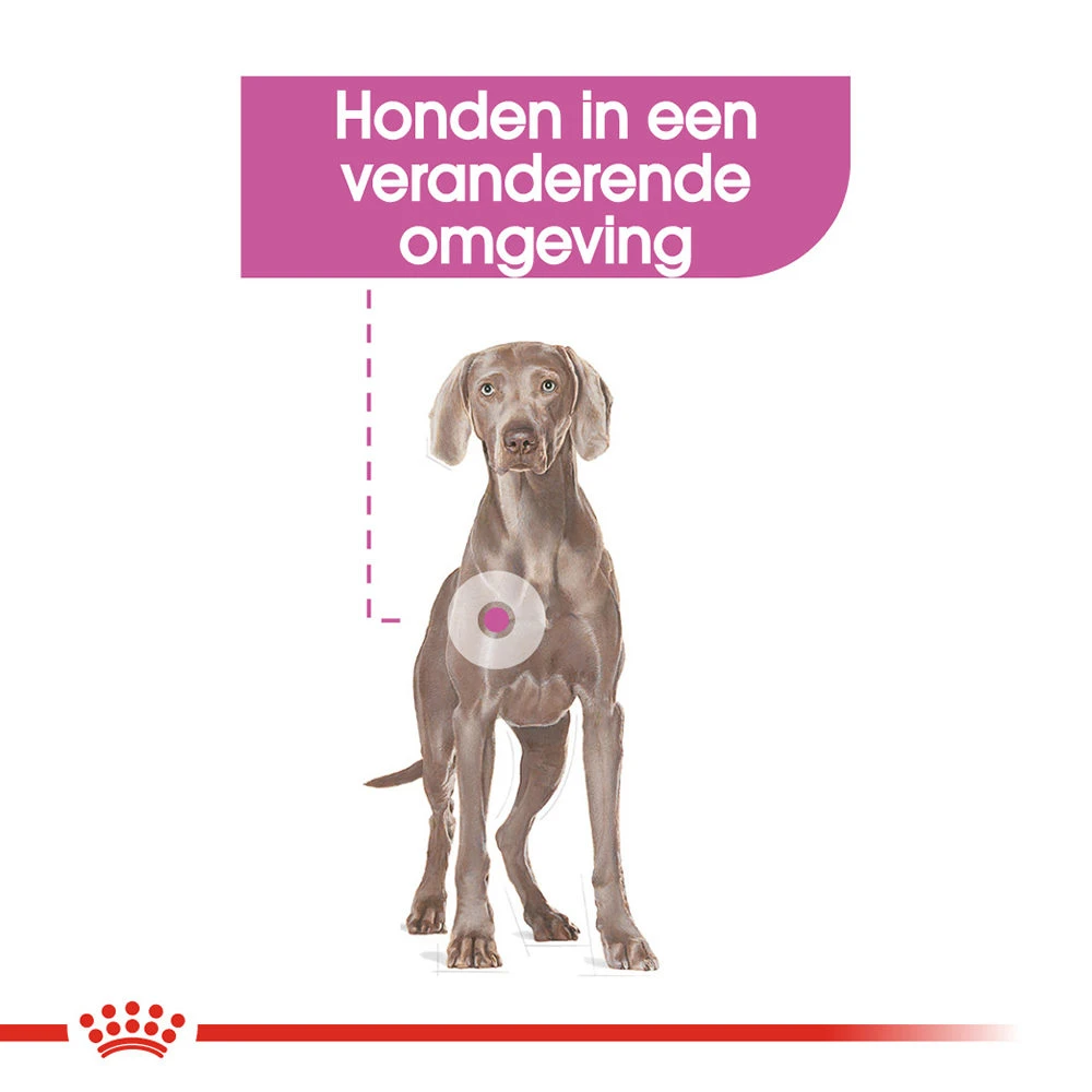 Royal Canin Maxi Relax Care - Hondenvoer - Afbeelding 4