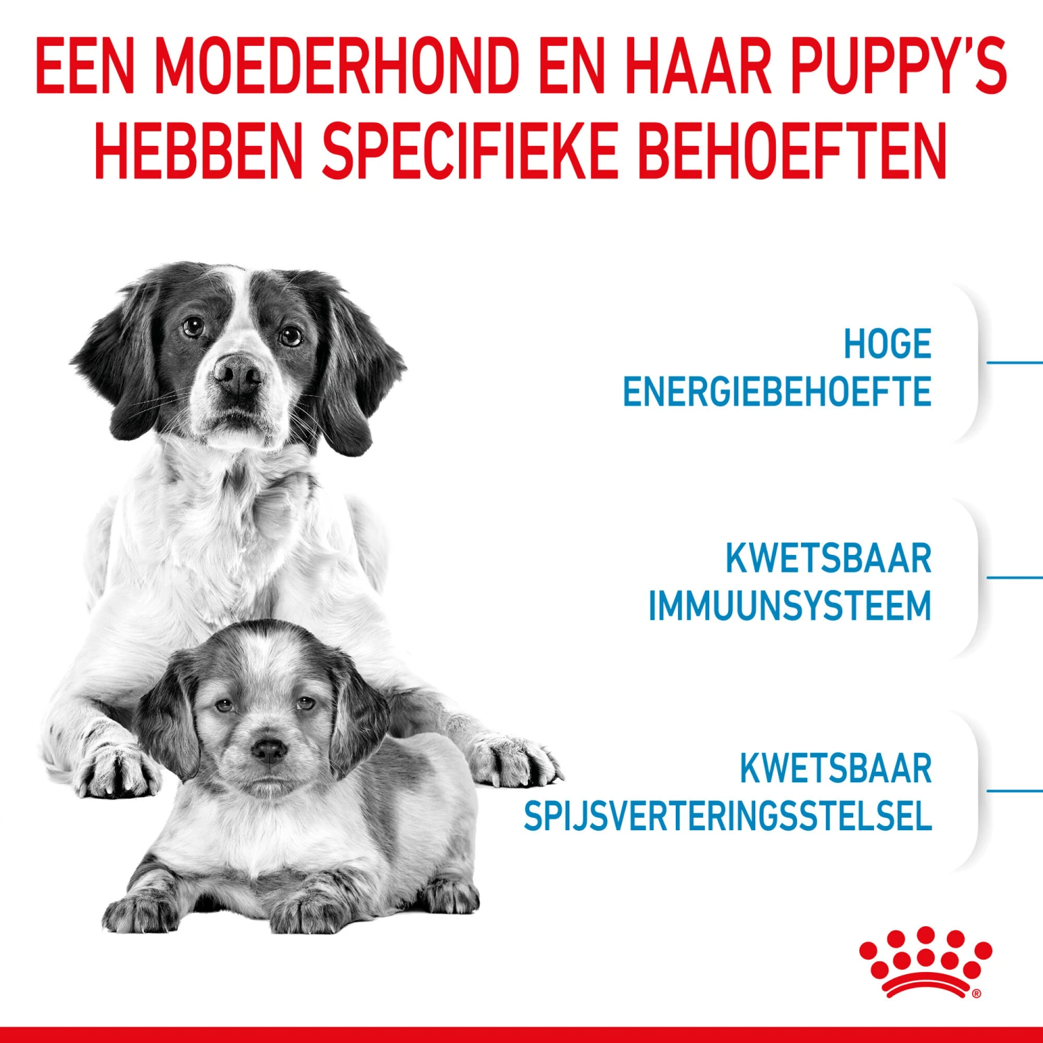 Royal Canin Medium Starter Mother & Babydog - Hondenvoer - Afbeelding 5