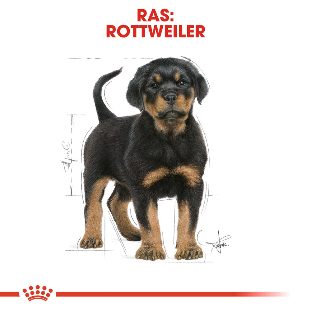 Royal Canin Rottweiler Puppy - Hondenvoer - Afbeelding 6