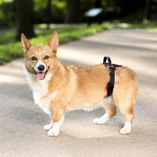 PetSafe Carelift - Draagsysteem Voor De Hond - Afbeelding 15